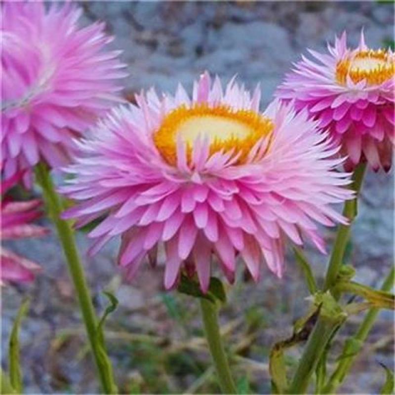 麦秆菊种子，腊菊种籽庭院景观绿化盆栽花卉室内阳台易种植观