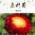 麦秆菊种子，腊菊种籽庭院景观绿化盆栽花卉室内阳台易种植观