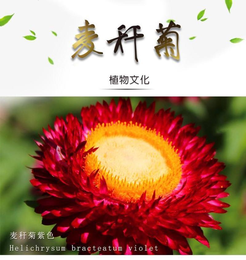 麦秆菊种子，腊菊种籽庭院景观绿化盆栽花卉室内阳台易种植观
