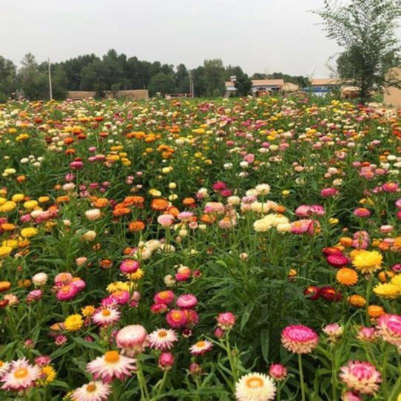 麦秆菊种子，腊菊种籽庭院景观绿化盆栽花卉室内阳台易种植观