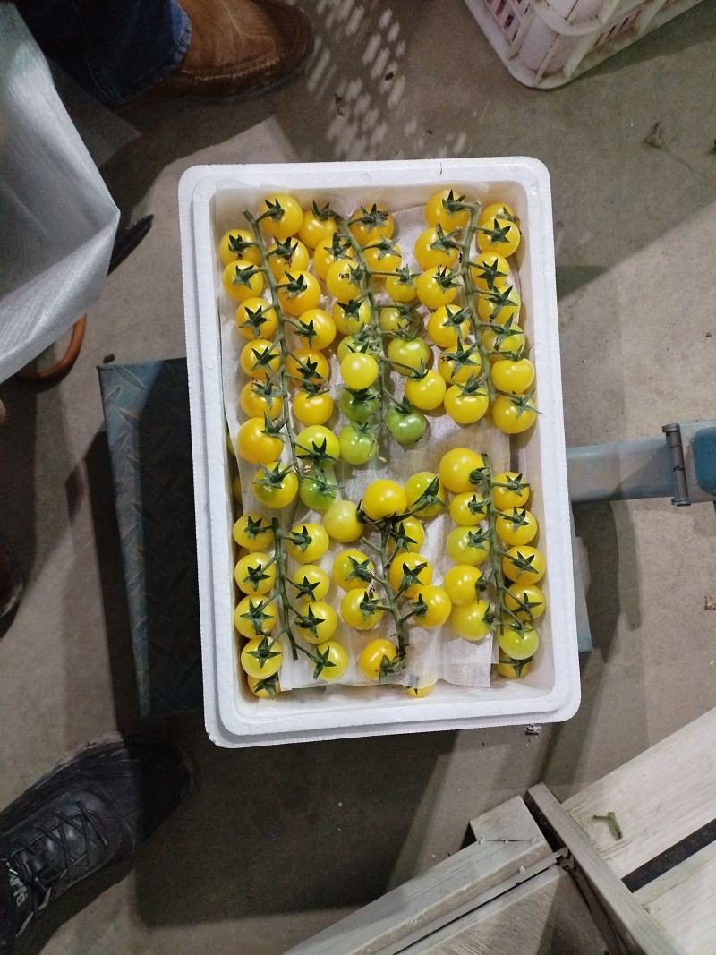 最美小黄串西红柿