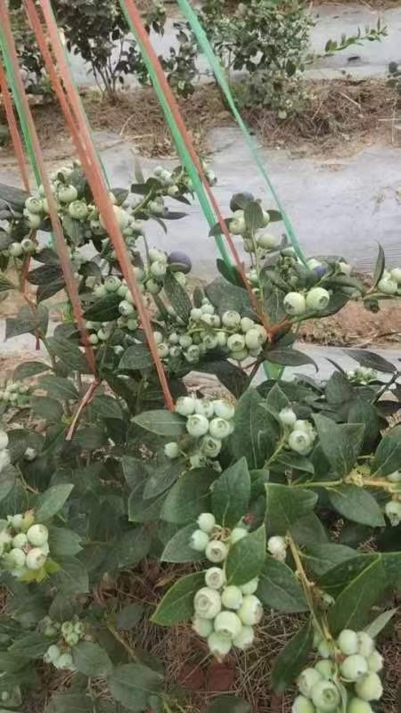 日照莒县蓝莓