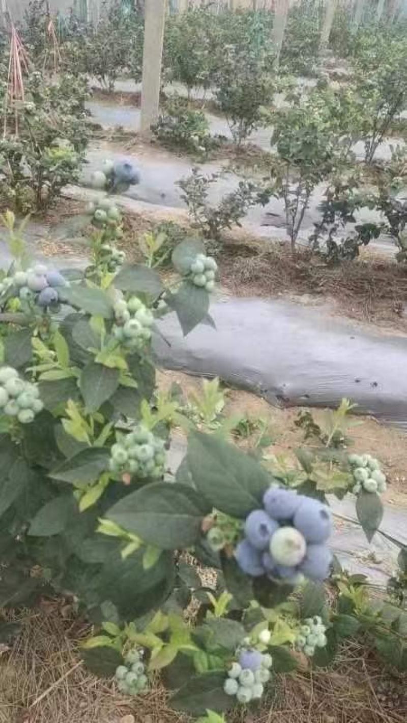 日照莒县蓝莓