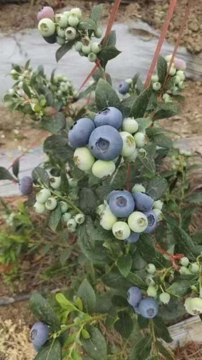 日照莒县蓝莓