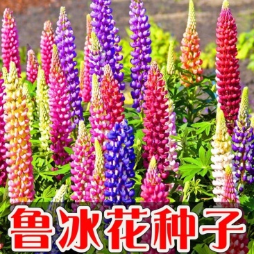 鲁冰花种子春秋播羽扇豆种子耐寒多年生盆栽景观绿化庭院花卉