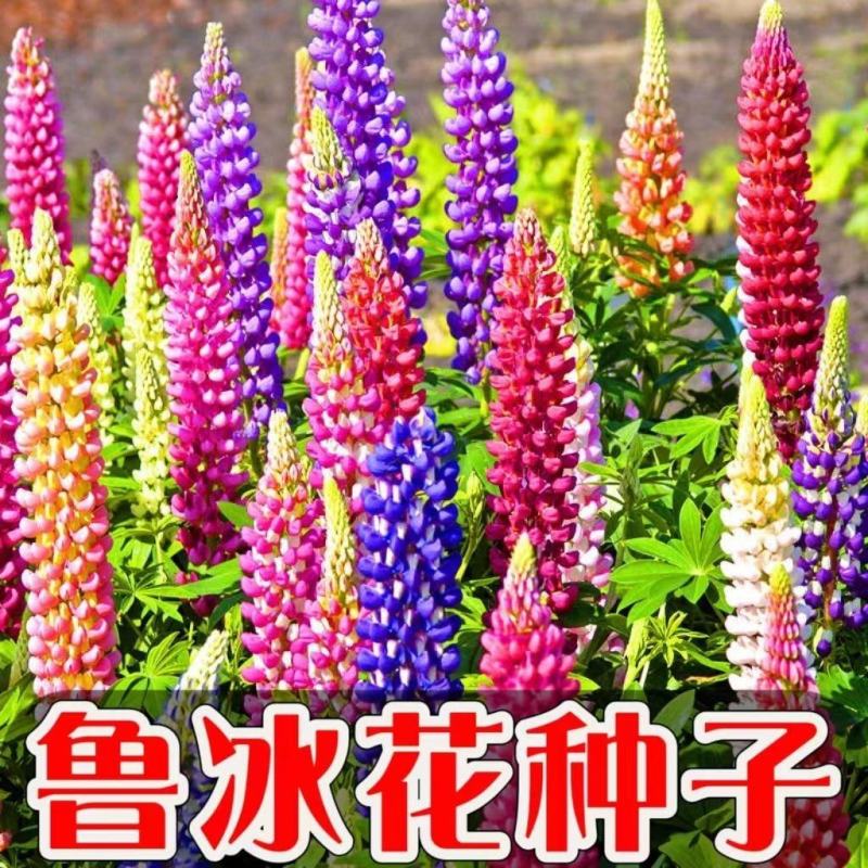鲁冰花种子春秋播羽扇豆种子耐寒多年生盆栽景观绿化庭院花卉