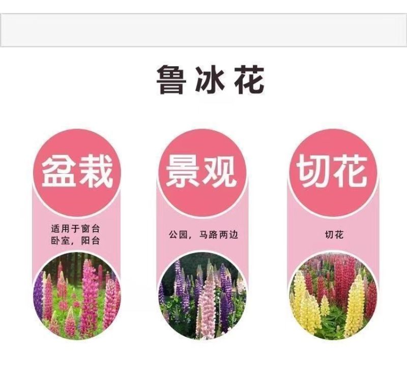 鲁冰花种子春秋播羽扇豆种子耐寒多年生盆栽景观绿化庭院花卉