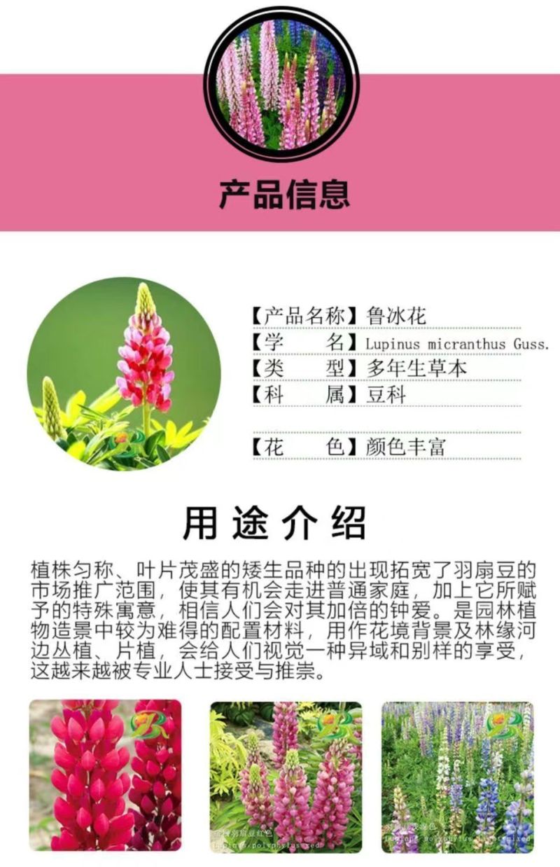 鲁冰花种子春秋播羽扇豆种子耐寒多年生盆栽景观绿化庭院花卉