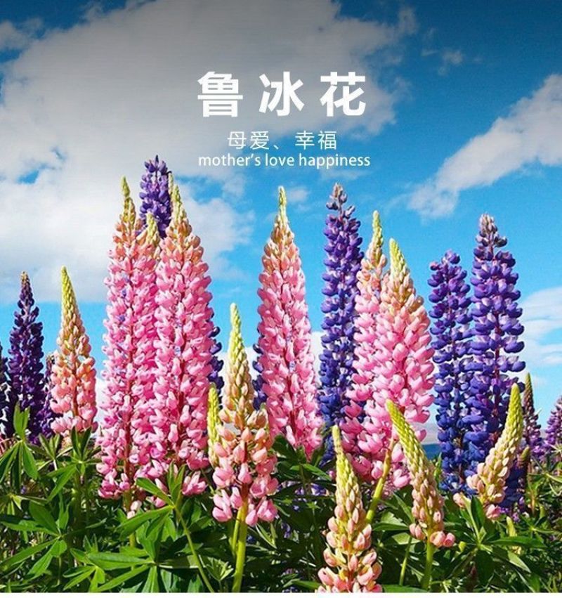 鲁冰花种子春秋播羽扇豆种子耐寒多年生盆栽景观绿化庭院花卉