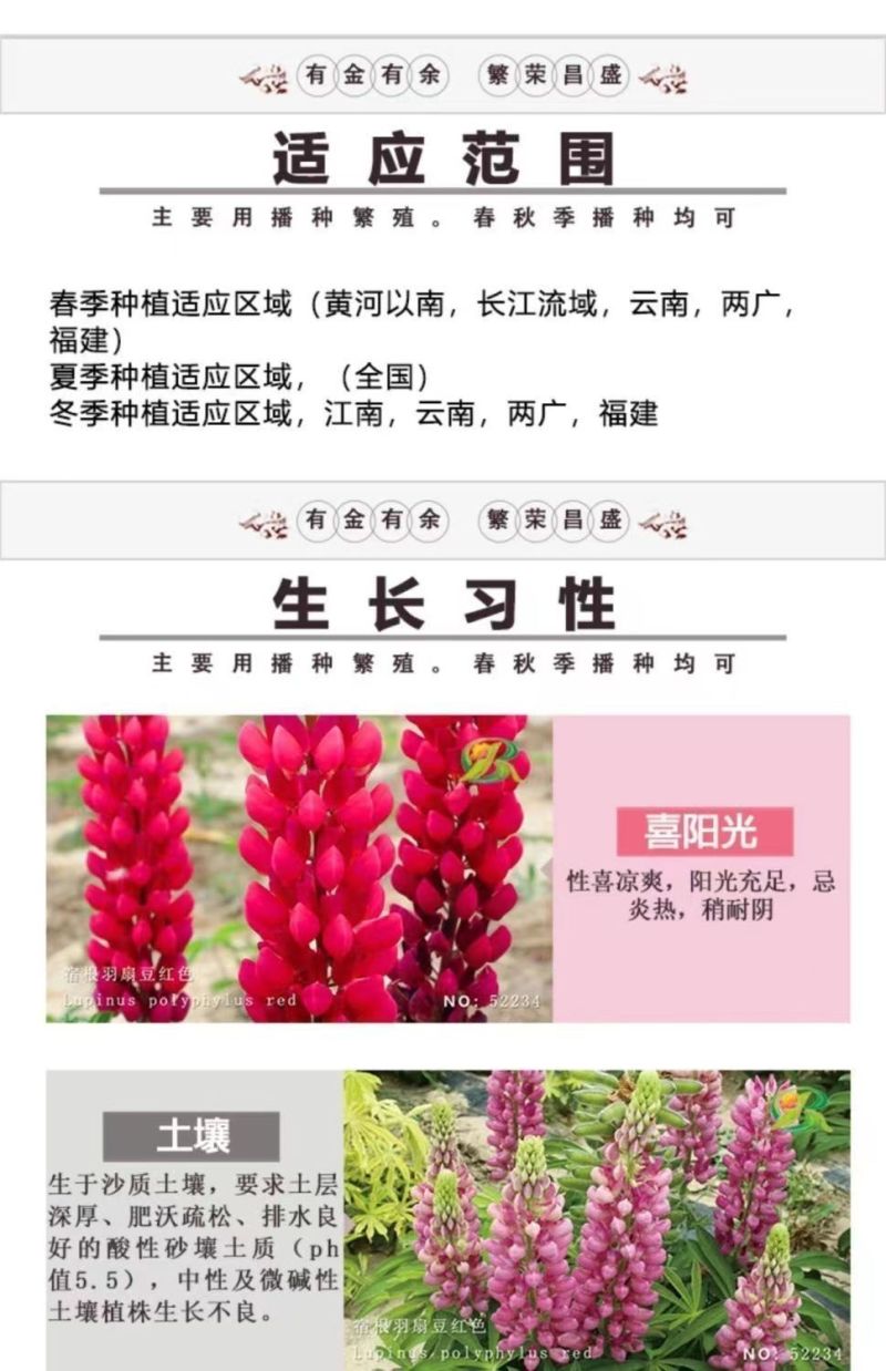 鲁冰花种子春秋播羽扇豆种子耐寒多年生盆栽景观绿化庭院花卉