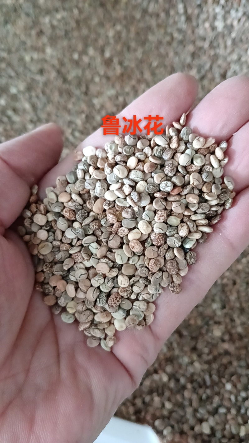 鲁冰花种子春秋播羽扇豆种子耐寒多年生盆栽景观绿化庭院花卉
