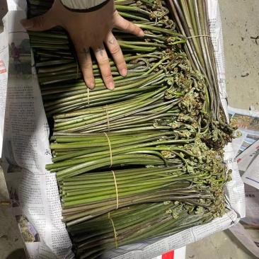 蕨菜龙爪菜甜蕨苦蕨市场货加工货一件代发全国发货
