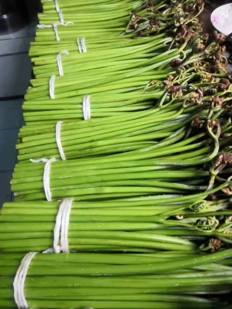 蕨菜龙爪菜甜蕨苦蕨市场货加工货一件代发全国发货