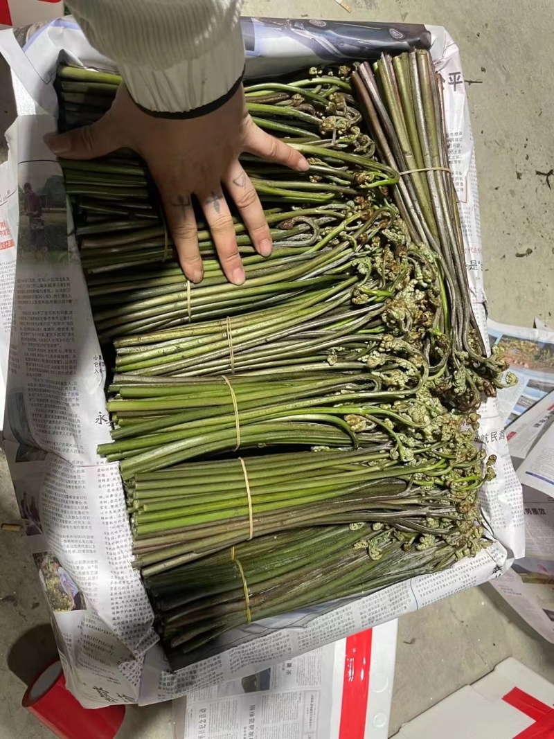 蕨菜龙爪菜甜蕨苦蕨市场货加工货一件代发全国发货