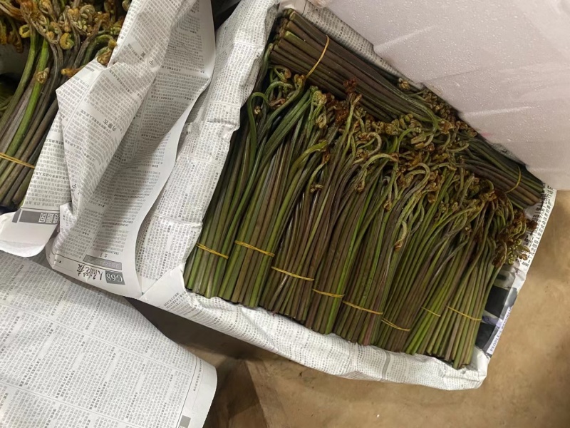 蕨菜龙爪菜甜蕨苦蕨市场货加工货一件代发全国发货