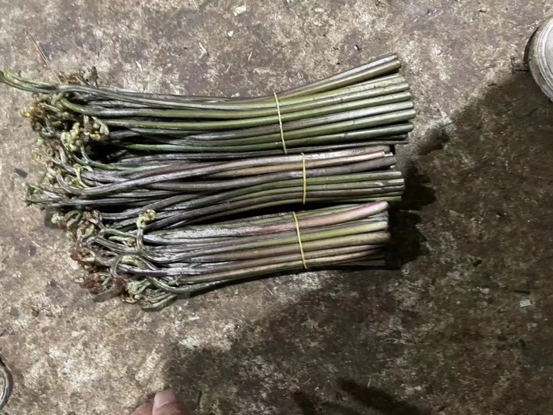 蕨菜龙爪菜甜蕨苦蕨市场货加工货一件代发全国发货