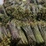 蕨菜龙爪菜甜蕨苦蕨市场货加工货一件代发全国发货