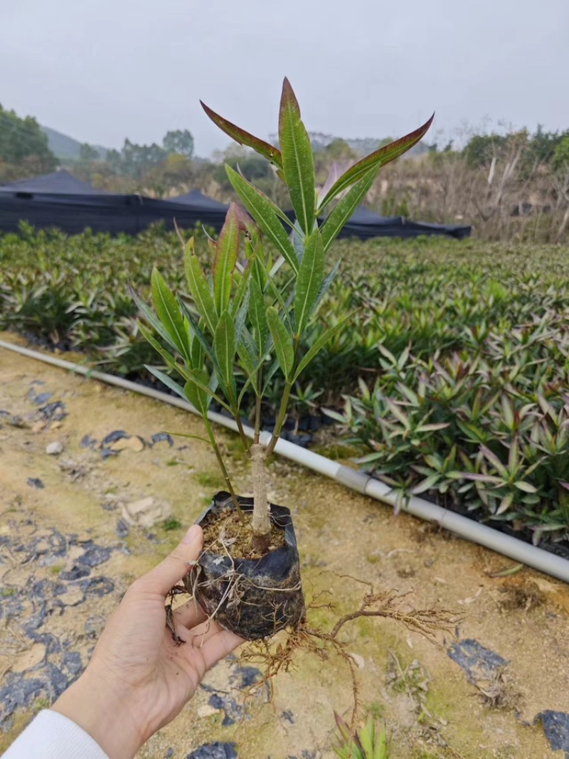 夹竹桃福建漳州场地直销夹竹桃