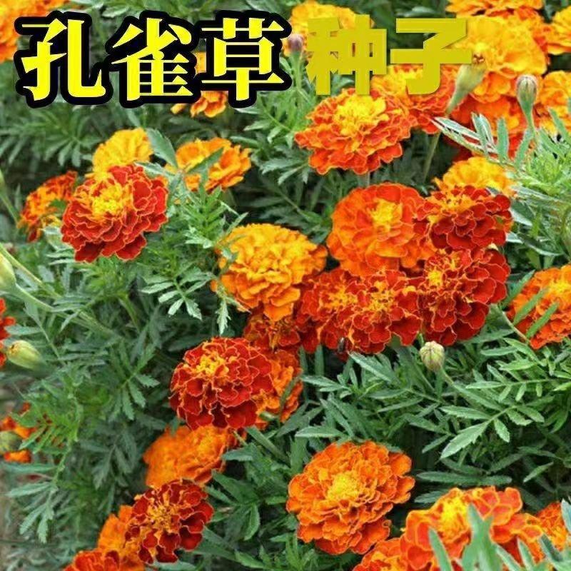 孔雀草花种子混色重瓣草花种子庭院室外景观花卉四季易种花种