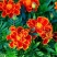 孔雀草花种子混色重瓣草花种子庭院室外景观花卉四季易种花种