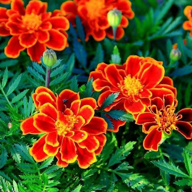 孔雀草花种子混色重瓣草花种子庭院室外景观花卉四季易种花种
