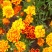 孔雀草花种子混色重瓣草花种子庭院室外景观花卉四季易种花种