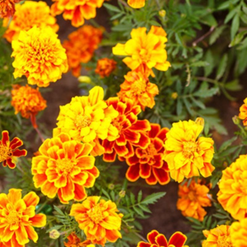 孔雀草花种子混色重瓣草花种子庭院室外景观花卉四季易种花种