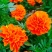 孔雀草花种子混色重瓣草花种子庭院室外景观花卉四季易种花种