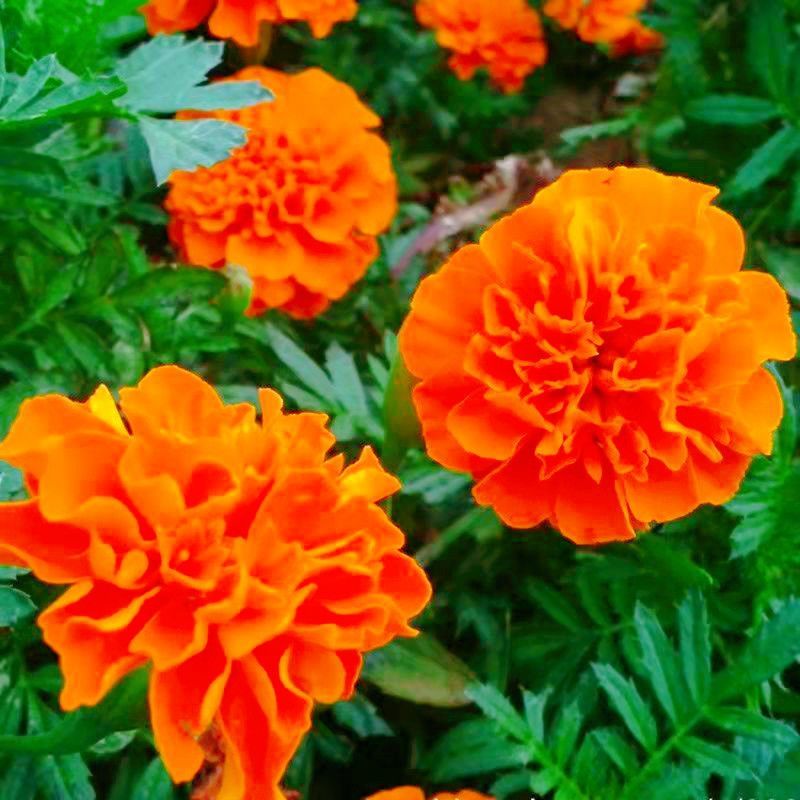 孔雀草花种子混色重瓣草花种子庭院室外景观花卉四季易种花种