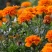 孔雀草花种子混色重瓣草花种子庭院室外景观花卉四季易种花种