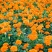 孔雀草花种子混色重瓣草花种子庭院室外景观花卉四季易种花种