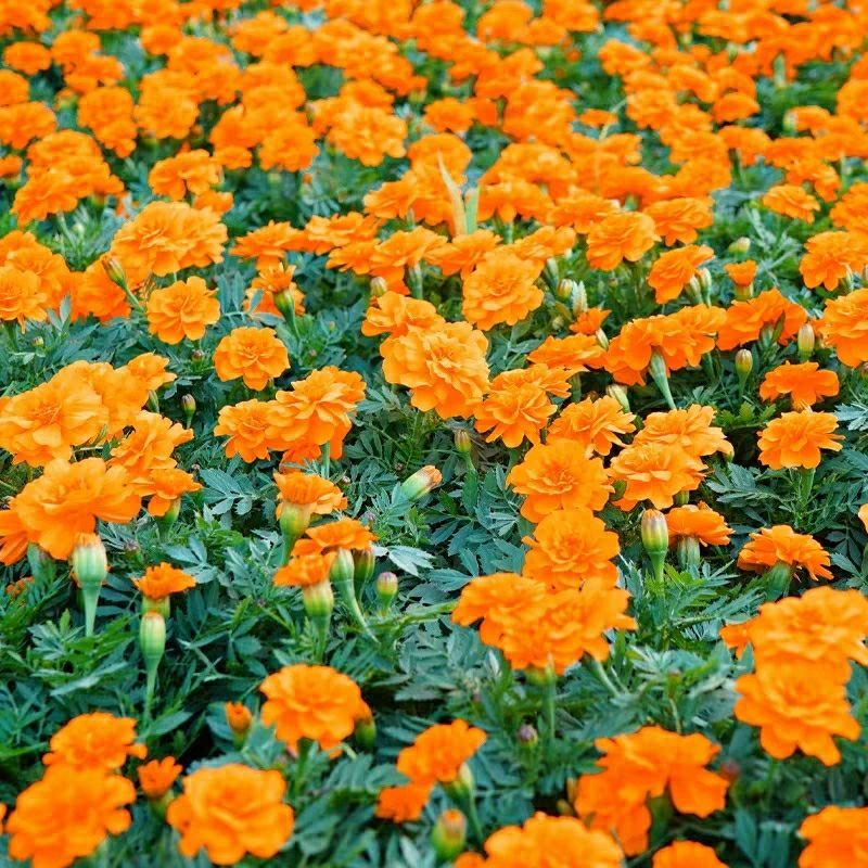 孔雀草花种子混色重瓣草花种子庭院室外景观花卉四季易种花种