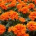 孔雀草花种子混色重瓣草花种子庭院室外景观花卉四季易种花种