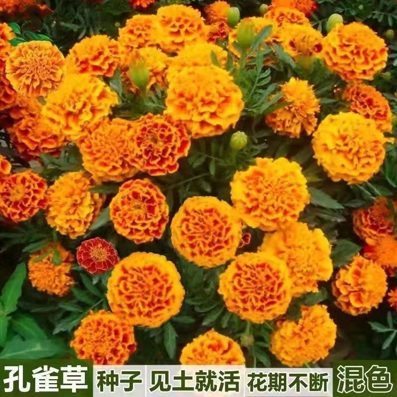 孔雀草花种子混色重瓣草花种子庭院室外景观花卉四季易种花种