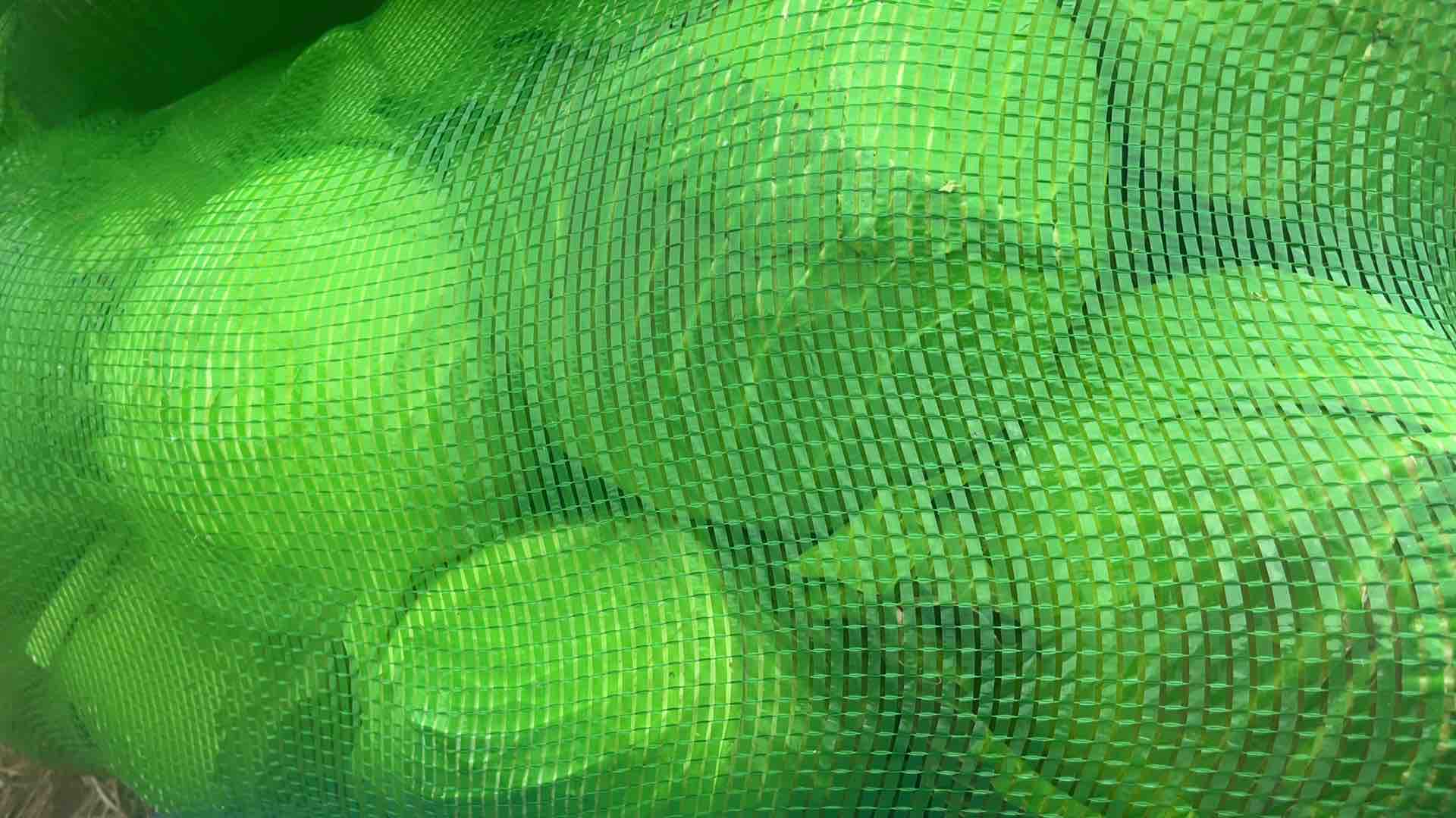 图片说明:展示两种包菜外观差异,左侧为圆包菜,右侧为扁包菜 圆包菜与扁包菜对比图