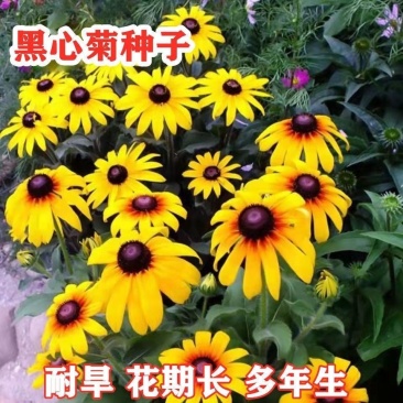 黑心菊种子，黑心金光菊种子花海道路美化小区庭院阳台种植花