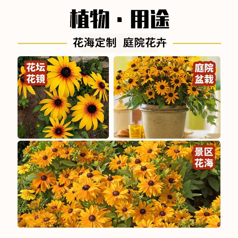 黑心菊种子，黑心金光菊种子花海道路美化小区庭院阳台种植花