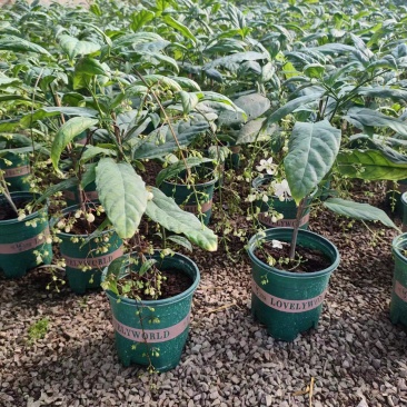 垂丝茉莉，较耐干旱，青州伟荣花卉供应，室内外观赏