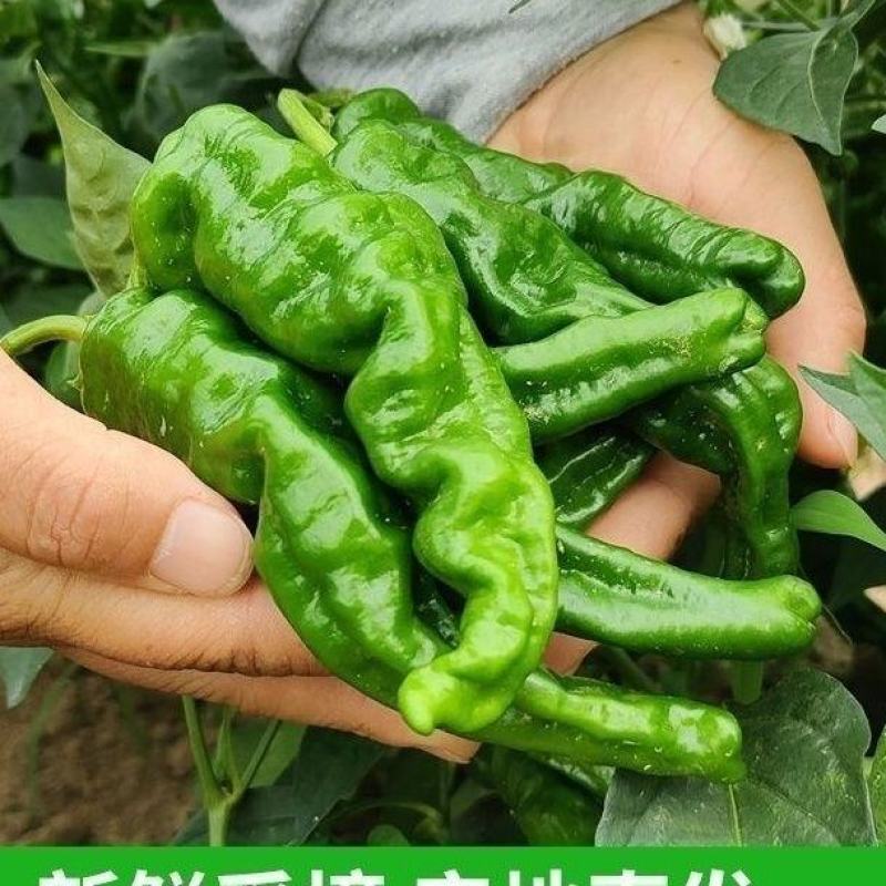 邹皮小辣椒