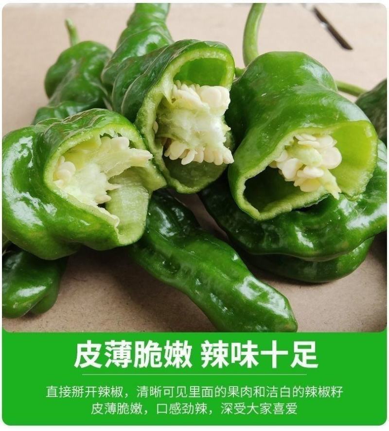 邹皮小辣椒