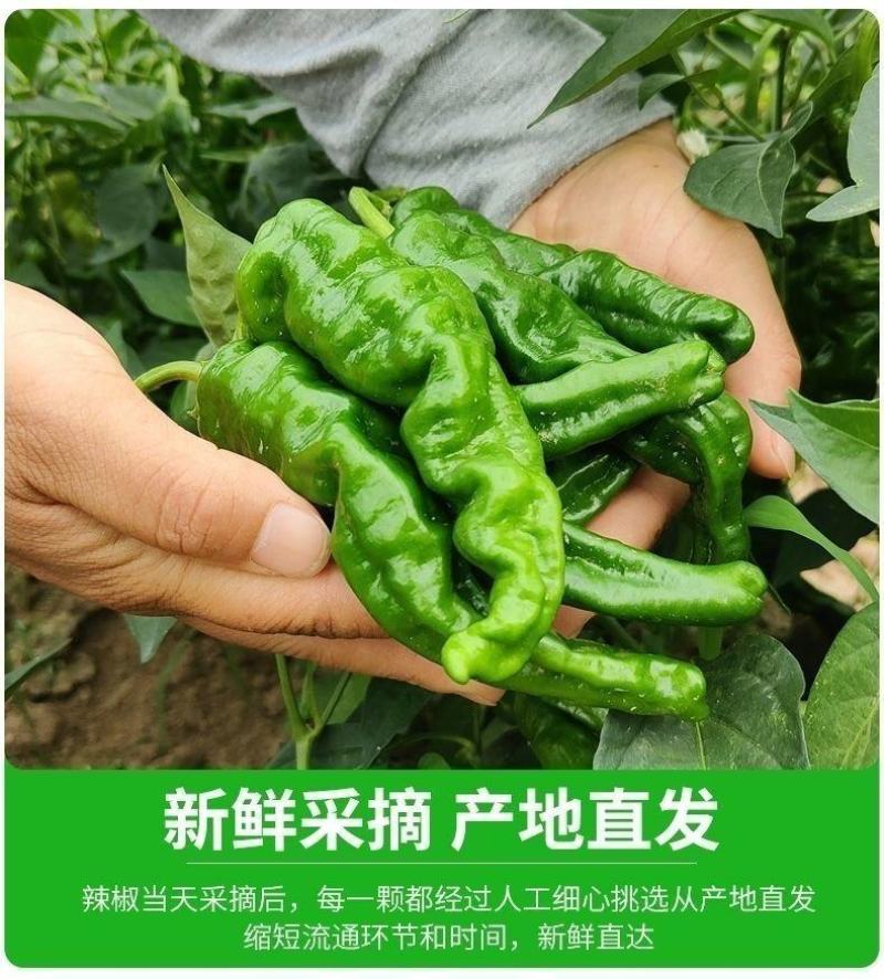 邹皮小辣椒
