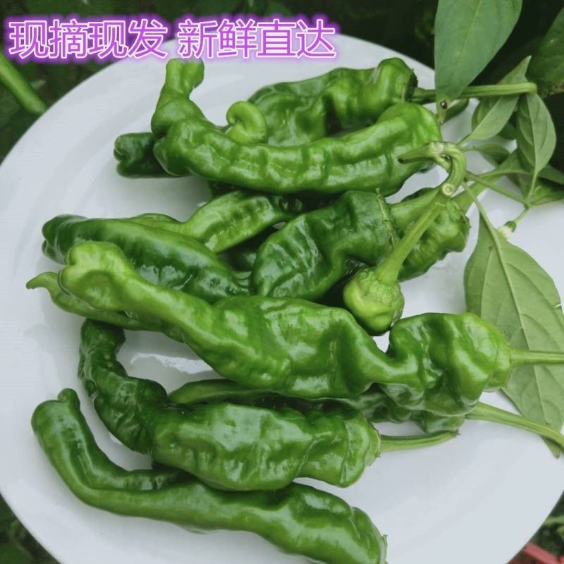 邹皮小辣椒
