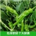 邹皮小辣椒