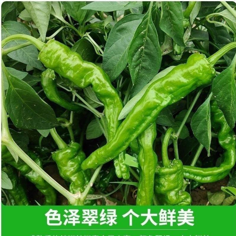 邹皮小辣椒