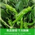 邹皮小辣椒