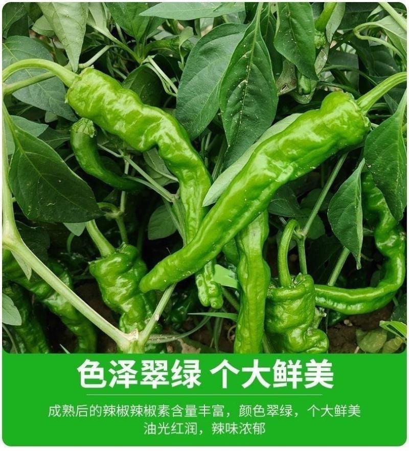邹皮小辣椒