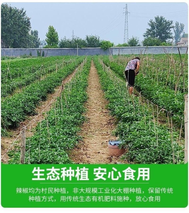 邹皮小辣椒