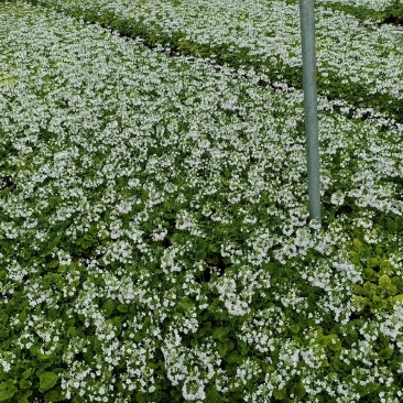樱草，四季樱草，报春花，四季樱花，家居环境装饰