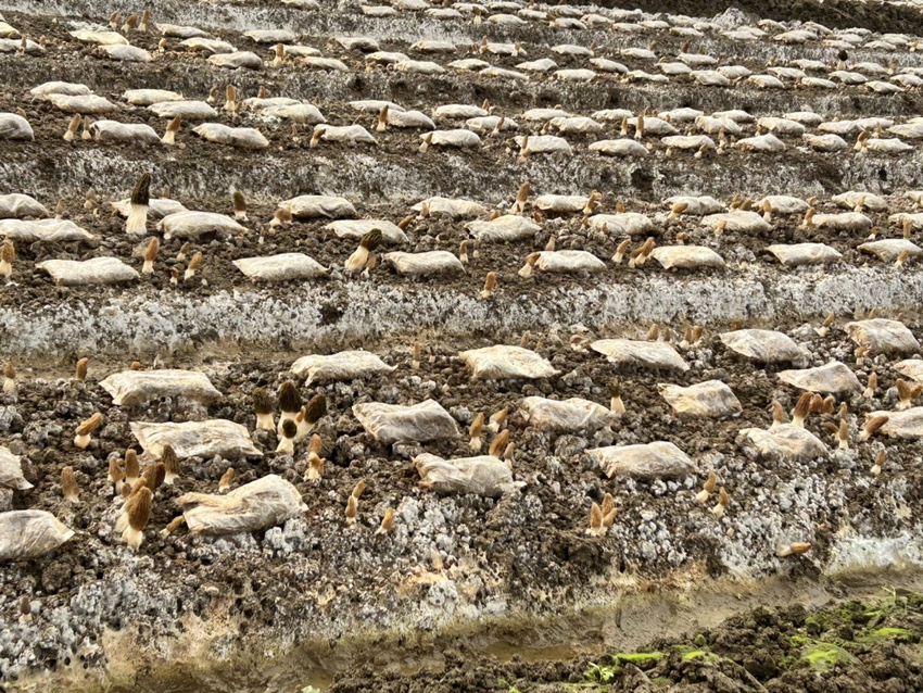 羊肚菌栽培操作流程示意图