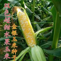 【新品上市】超甜水果玉米广东产地直供全国市场电联